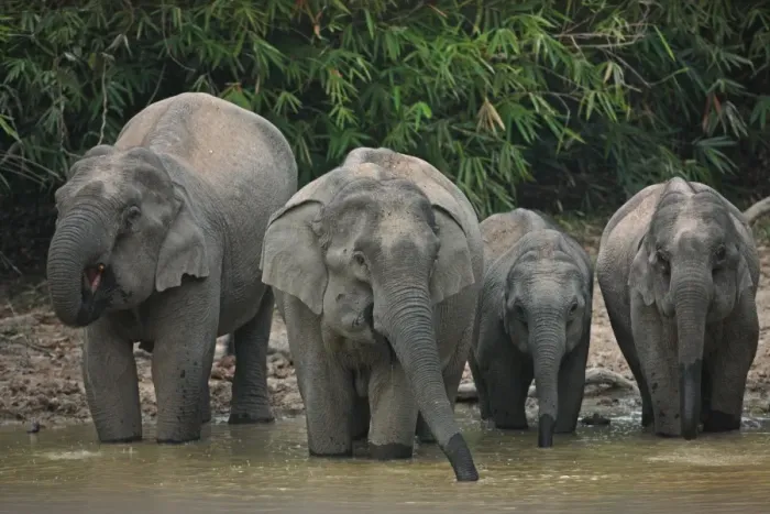 Framed Print : Asian Elephant (Elephas maximus indicus) two adult females and two juveniles, drinking at waterhole in forest