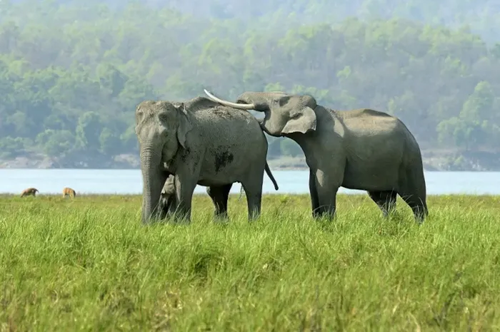Framed Print : Asian Elephant (Elephas maximus indicus) adult male, female and calf, with adult male laying tusks on back of adult