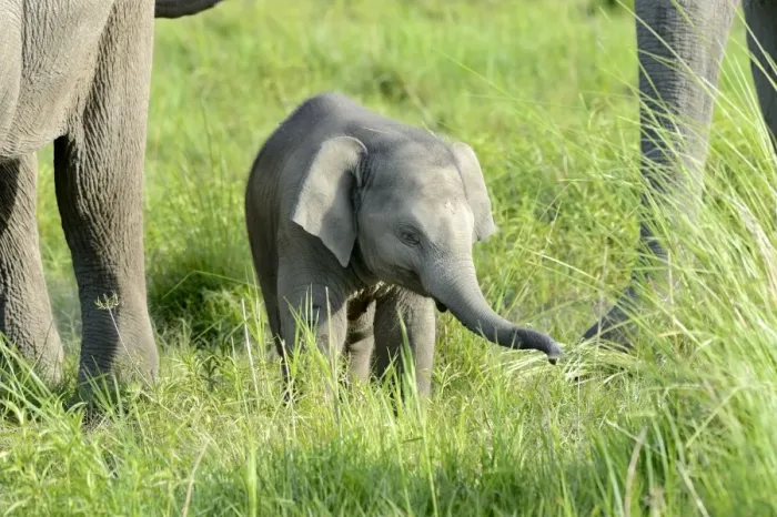 Framed Print : Asian Elephant (Elephas maximus indicus) calf, standing beside adult females in grassland, Jim Corbett N. P Framed Print : Asian Elephant (Elephas maximus indicus) calf, standing beside adult females in grassland, Jim Corbett N. P