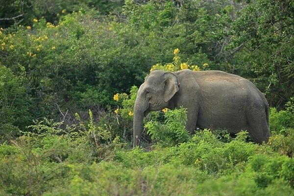 Asian Elephant (Elephas maximus maximus) adult, standing amongst vegetation, Sri Lanka, February