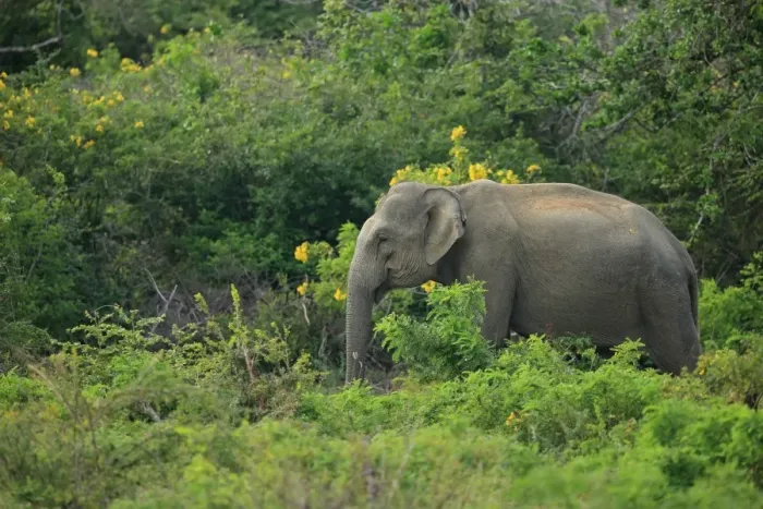 Framed Print : Asian Elephant (Elephas maximus maximus) adult, standing amongst vegetation, Sri Lanka, February Framed Print : Asian Elephant (Elephas maximus maximus) adult, standing amongst vegetation, Sri Lanka, February
