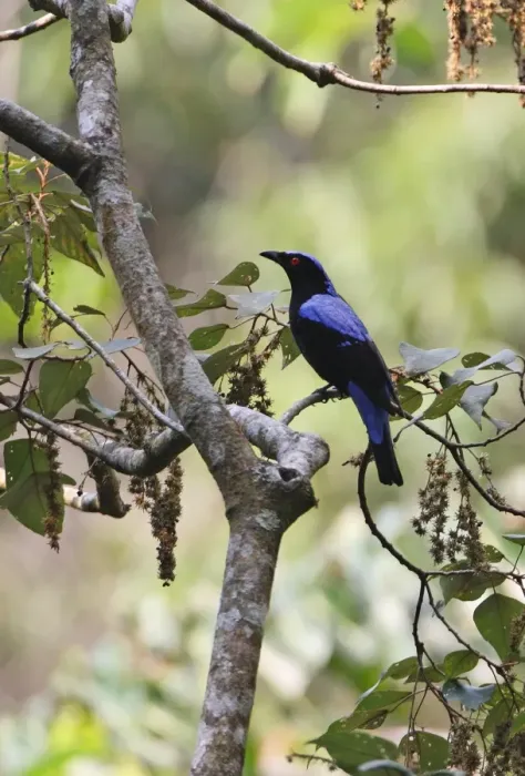 Framed Print : Asian Fairy-bluebird (Irena puella) adult male, perched in tree, Kaeng Krachan N. P. Thailand, february Framed Print : Asian Fairy-bluebird (Irena puella) adult male, perched in tree, Kaeng Krachan N. P. Thailand, february