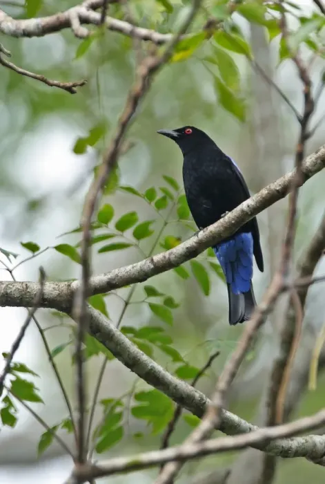 Framed Print : Asian Fairy-bluebird (Irena puella) adult male, perched in tree, Kaeng Krachan N. P. Thailand, november Framed Print : Asian Fairy-bluebird (Irena puella) adult male, perched in tree, Kaeng Krachan N. P. Thailand, november