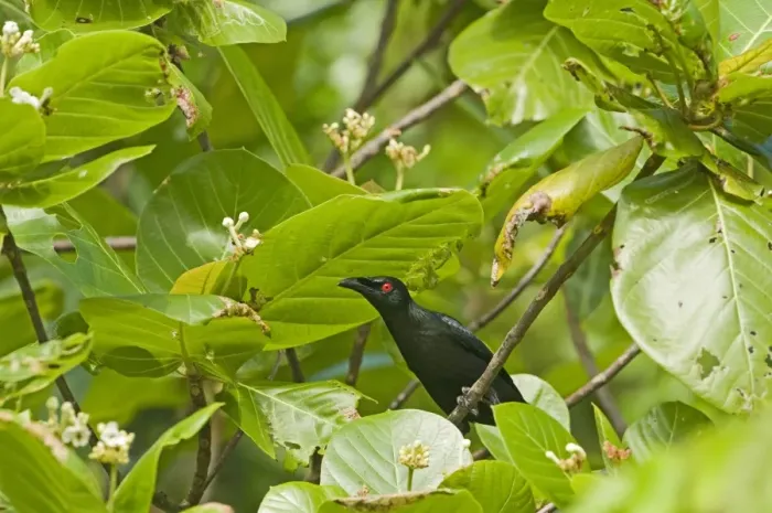 Framed Print : Asian Glossy Starling (Aplonis panayensis) adult, perched on twig amongst leaves, Cebu Island, Philippines Framed Print : Asian Glossy Starling (Aplonis panayensis) adult, perched on twig amongst leaves, Cebu Island, Philippines