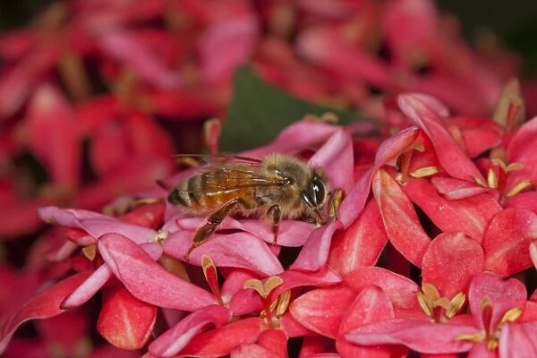 Asian Honey Bee (Apis cerana) adult female, worker feeding on flowers, Sundarbans, Ganges Delta, West Bengal, India