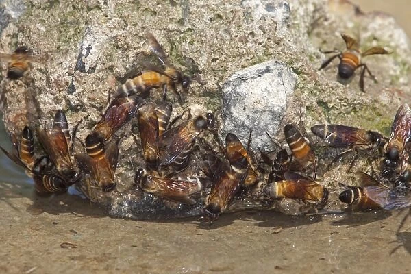 Asian Honey Bee (Apis cerana) adults, group drinking, Sundarbans, Ganges Delta, West Bengal, India, March