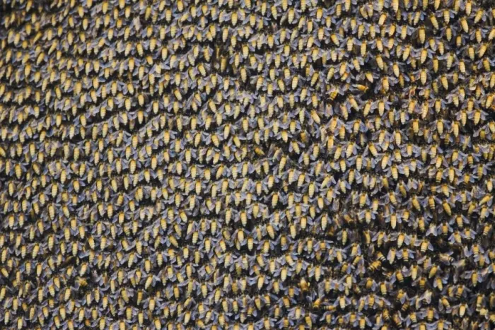 Framed Print : Asian Honey Bee (Apis cerana) swarm, Keoladeo Ghana N. P. (Bharatpur), Rajasthan, India Framed Print : Asian Honey Bee (Apis cerana) swarm, Keoladeo Ghana N. P. (Bharatpur), Rajasthan, India