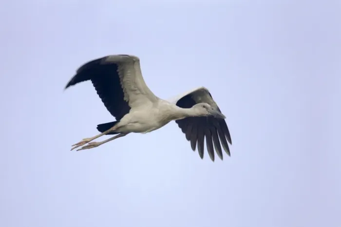 Framed Print : Asian Open-billed Stork (Anastomus oscitans) juvenile, in flight, Keoladeo Ghana N. P. (Bharatpur), Rajasthan, India Framed Print : Asian Open-billed Stork (Anastomus oscitans) juvenile, in flight, Keoladeo Ghana N. P. (Bharatpur), Rajasthan, India