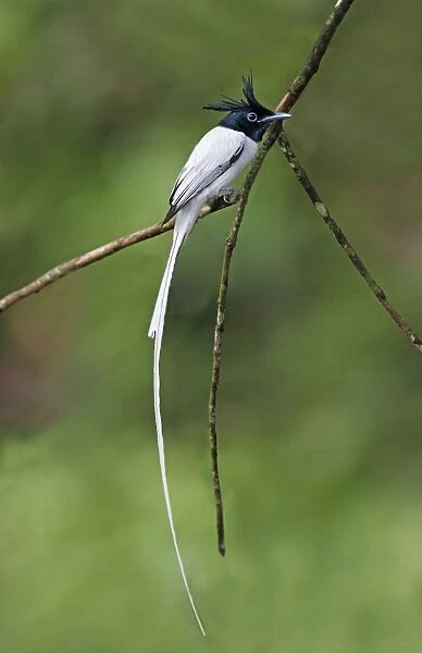 Asian Paradise-flycatcher (Terpsiphone paradisi paradisi) adult male, perched on twig in lowland rainforest
