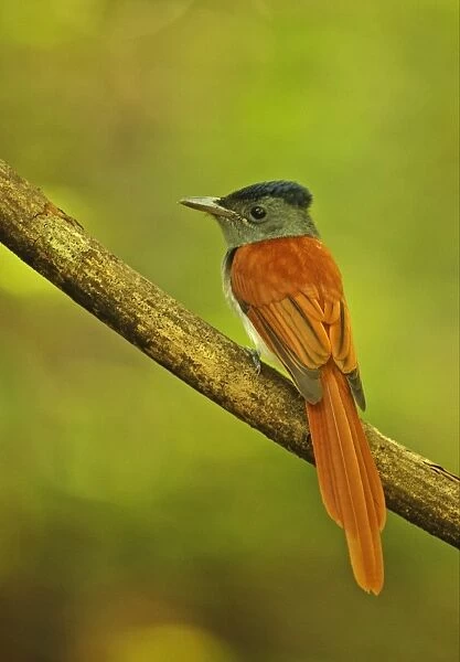 Asian Paradise-flycatcher (Terpsiphone paradisi indochinensis) adult male, perched on branch, Kaeng Krachan N. P