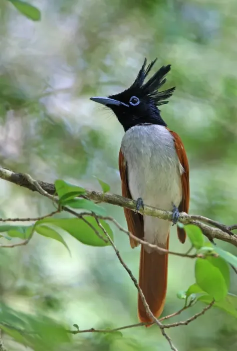 Framed Print : Asian Paradise-flycatcher (Terpsiphone paradisi ceylonensis) sub-adult male, perched on twig, Sri Lanka, december Framed Print : Asian Paradise-flycatcher (Terpsiphone paradisi ceylonensis) sub-adult male, perched on twig, Sri Lanka, december