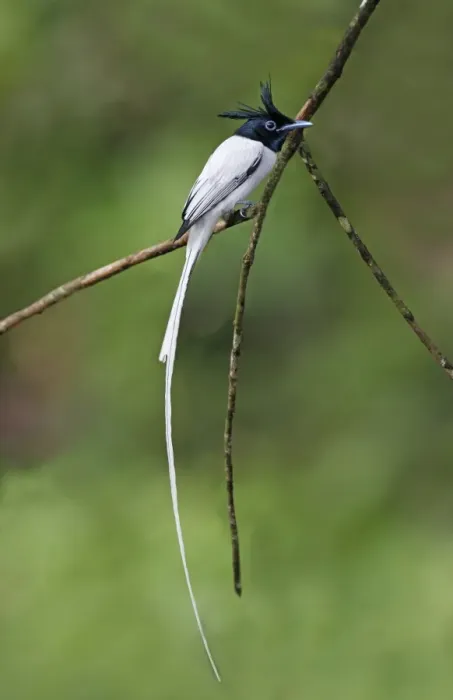 Framed Print : Asian Paradise-flycatcher (Terpsiphone paradisi paradisi) adult male, perched on twig in lowland rainforest Framed Print : Asian Paradise-flycatcher (Terpsiphone paradisi paradisi) adult male, perched on twig in lowland rainforest