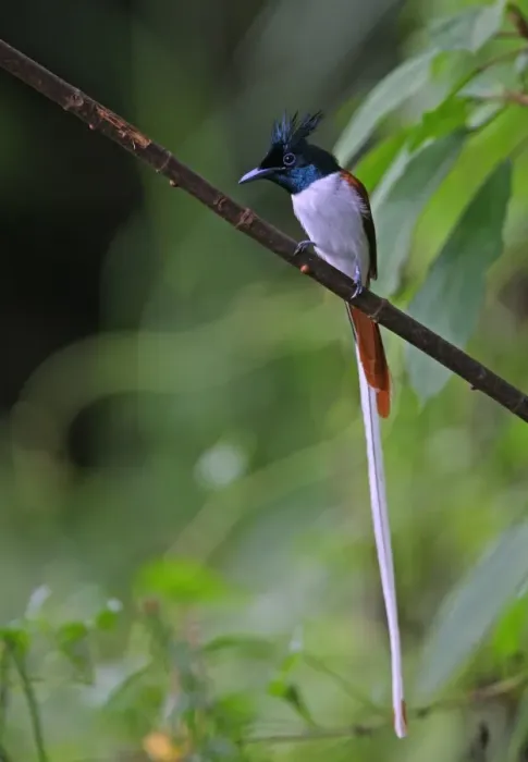 Framed Print : Asian Paradise-flycatcher (Terpsiphone paradisi paradisi) adult male, intermediate phase, perched on branch, Sri Lanka, december