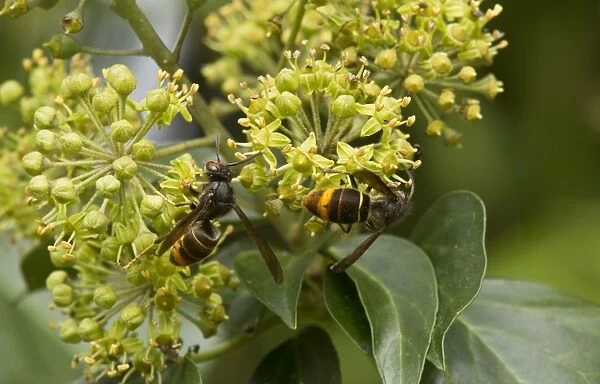 Asian Predatory Wasp (Vespa velutina) introduced species, two adults, feeding on Common Ivy (Hedera helix)