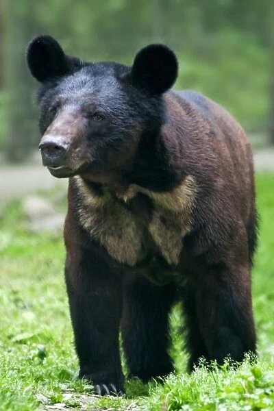 Asiatic Black Bear (Ursus thibetanus) x Brown Bear (Ursus arctos) hybrid, cub, standing, Animals Asia Rescue Centre