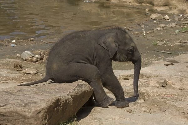Asiatic Elephant (Elephas maximus) calf resting on rock, Sri Lanka