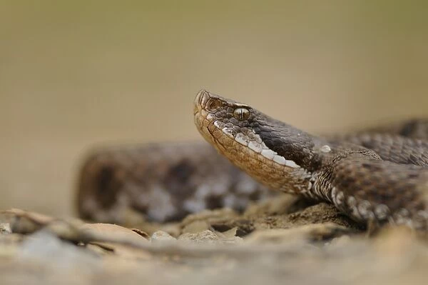 Asp Viper (Vipera aspis) adult, close-up of head, Italy, june