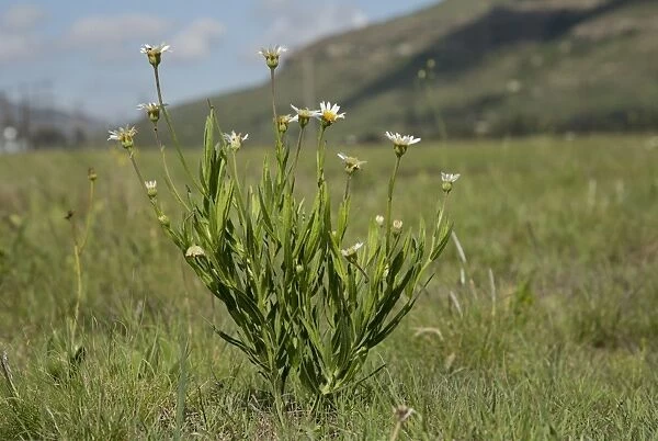 Aster (Aster pleiocephalus) flowering, growing in grassland, Wakkerstroom, Mpumalanga, South Africa, November