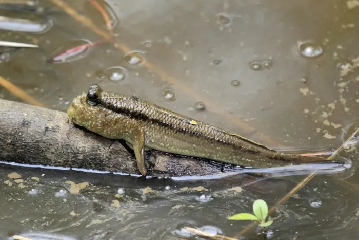 Framed Print : Atlantic Mudskipper (Periophthalmus barbarus) adult, resting out of water on branch (captive)
