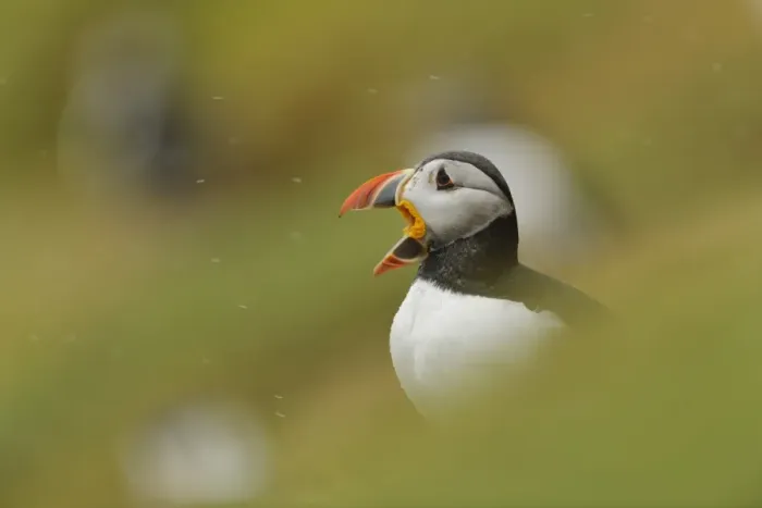 Framed Print : Atlantic Puffin (Fratercula arctica) adult, breeding plumage, displaying amongst burrows during rainfall