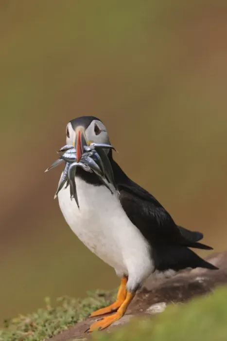 Framed Print : Atlantic Puffin (Fratercula arctica) adult, breeding plumage, with sand-eels in beak, standing on clifftop Framed Print : Atlantic Puffin (Fratercula arctica) adult, breeding plumage, with sand-eels in beak, standing on clifftop