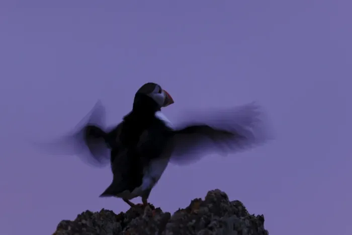Framed Print : Atlantic Puffin (Fratercula arctica) adult, breeding plumage, flapping wings on rock at twilight, Skokholm Island Framed Print : Atlantic Puffin (Fratercula arctica) adult, breeding plumage, flapping wings on rock at twilight, Skokholm Island