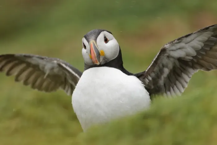 Framed Print : Atlantic Puffin (Fratercula arctica) adult, breeding plumage, displaying amongst burrows during rainfall Framed Print : Atlantic Puffin (Fratercula arctica) adult, breeding plumage, displaying amongst burrows during rainfall