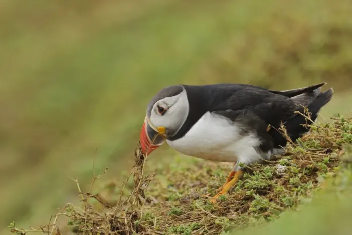 Framed Print : Atlantic Puffin (Fratercula arctica) adult, breeding plumage, collecting nesting material in beak Framed Print : Atlantic Puffin (Fratercula arctica) adult, breeding plumage, collecting nesting material in beak