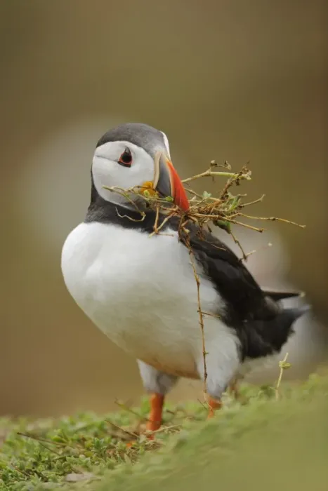 Framed Print : Atlantic Puffin (Fratercula arctica) adult, breeding plumage, collecting nesting material in beak Framed Print : Atlantic Puffin (Fratercula arctica) adult, breeding plumage, collecting nesting material in beak