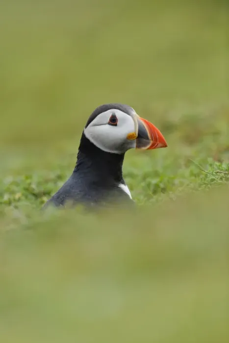 Framed Print : Atlantic Puffin (Fratercula arctica) adult, breeding plumage, looking out from burrow on clifftop, Skokholm Island Framed Print : Atlantic Puffin (Fratercula arctica) adult, breeding plumage, looking out from burrow on clifftop, Skokholm Island