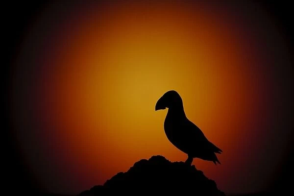 Atlantic Puffin (Fratercula arctica) adult, silhouetted on clifftop at dusk, Skokholm Island, Pembrokeshire, Wales