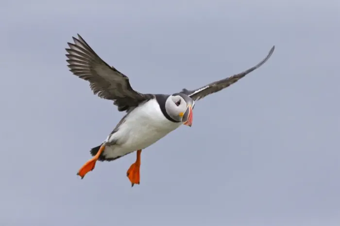 Framed Print : Atlantic Puffin (Fratercula arctica) adult, breeding plumage, in flight, Noss, Shetland Islands, Scotland, June Framed Print : Atlantic Puffin (Fratercula arctica) adult, breeding plumage, in flight, Noss, Shetland Islands, Scotland, June