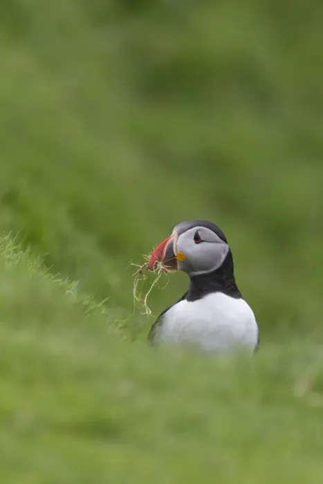 Framed Print : Atlantic Puffin (Fratercula arctica) adult, breeding plumage, with grass in beak for nest material Framed Print : Atlantic Puffin (Fratercula arctica) adult, breeding plumage, with grass in beak for nest material