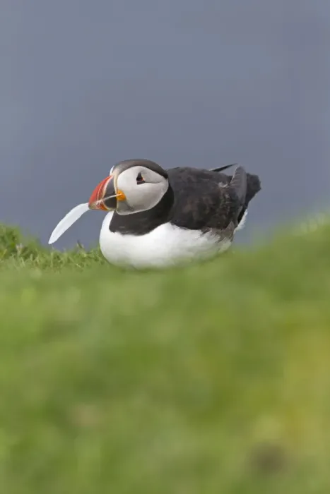 Framed Print : Atlantic Puffin (Fratercula arctica) adult, breeding plumage, with feather in beak for nesting material Framed Print : Atlantic Puffin (Fratercula arctica) adult, breeding plumage, with feather in beak for nesting material