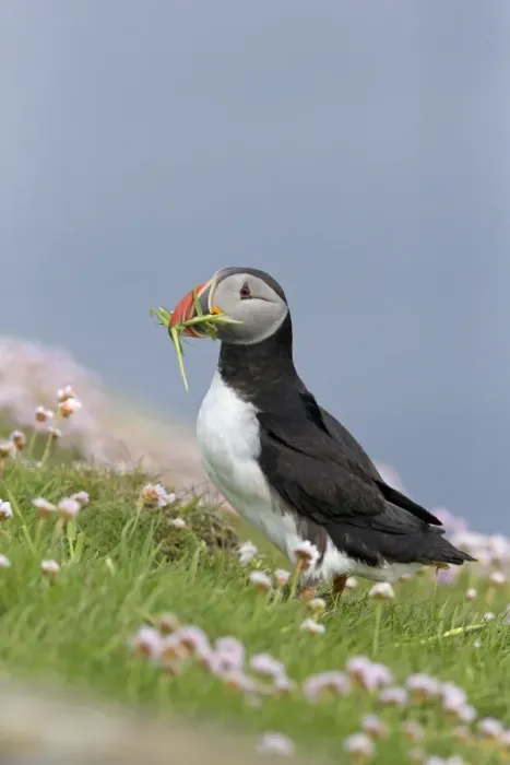 Framed Print : Atlantic Puffin (Fratercula arctica) adult, breeding plumage, with grass in beak for nesting material Framed Print : Atlantic Puffin (Fratercula arctica) adult, breeding plumage, with grass in beak for nesting material