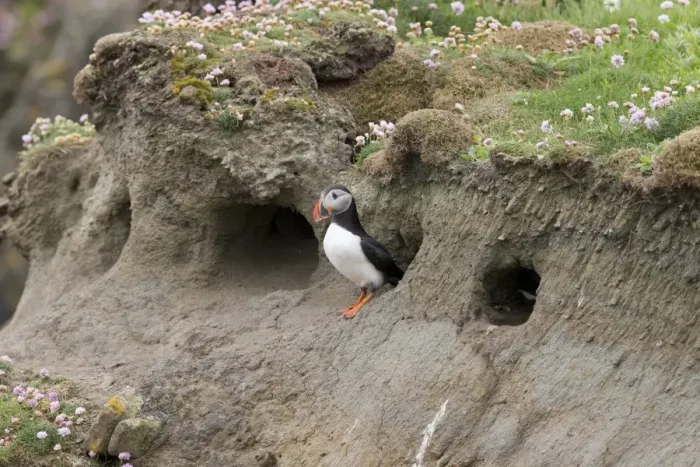 Framed Print : Atlantic Puffin (Fratercula arctica) adult, breeding plumage, emerging from nest burrow, Sumburgh Head RSPB Reserve Framed Print : Atlantic Puffin (Fratercula arctica) adult, breeding plumage, emerging from nest burrow, Sumburgh Head RSPB Reserve