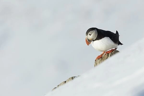 Atlantic Puffin (Fratercula arctica) adult, breeding plumage, standing on rock beside snow covered slope