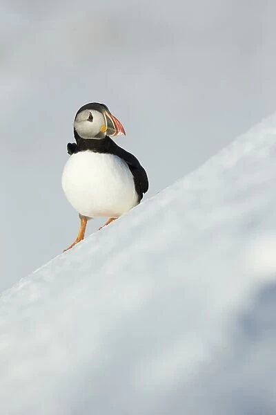 Atlantic Puffin (Fratercula arctica) adult, breeding plumage, standing on snow covered slope, Northern Norway, March