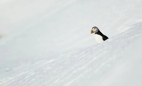 Atlantic Puffin (Fratercula arctica) adult, breeding plumage, standing on snow covered slope, Northern Norway, March