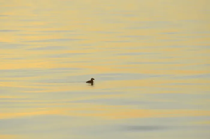 Framed Print : Atlantic Puffin (Fratercula arctica) adult, breeding plumage, swimming at dusk, Skjalfandi Bay, Iceland, July