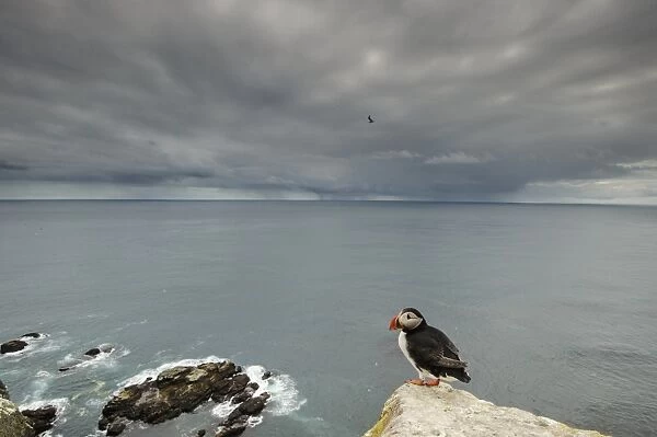 Atlantic Puffin (Fratercula arctica) adult, breeding plumage, standing on clifftop in coastal habitat with distant