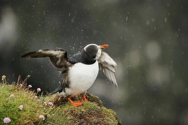 Atlantic Puffin (Fratercula arctica) adult, breeding plumage, shaking head and flapping wings