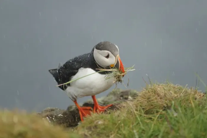 Framed Print : Atlantic Puffin (Fratercula arctica) adult, breeding plumage, collecting nesting material during rainfall, Latrabjarg