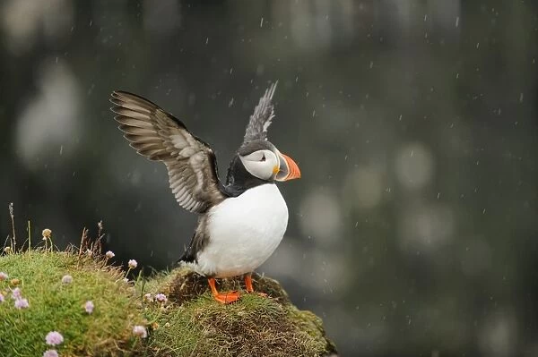 Atlantic Puffin (Fratercula arctica) adult, breeding plumage, flapping wings, standing on clifftop during rainfall