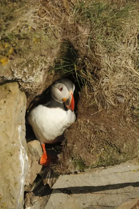 Framed Print : Atlantic Puffin (Fratercula arctica) adult, breeding plumage, emerging from nesting burrow, Latrabjarg, Iceland, July