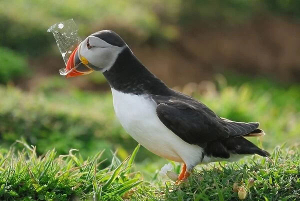 Atlantic Puffin (Fratercula arctica) adult, collecting plastic for nesting material on coastal cliffs, Skomer Island, Pembrokeshire, Wales, may