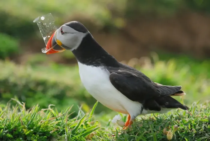 Framed Print : Atlantic Puffin (Fratercula arctica) adult, collecting plastic for nesting material on coastal cliffs, Skomer Island, Pembrokeshire, Wales, may