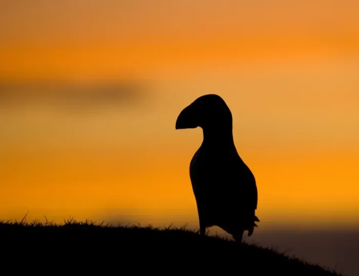 Framed Print : Atlantic Puffin (Fratercula arctica) adult, silhouetted at sunset, Shetland Islands, Scotland, june Framed Print : Atlantic Puffin (Fratercula arctica) adult, silhouetted at sunset, Shetland Islands, Scotland, june