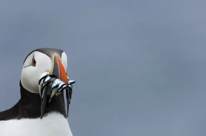 Framed Print : Atlantic Puffin (Fratercula arctica) adult, with sandeels in beak, close-up of head, Inner Farne, Farne Islands, Northumberland, England, july Framed Print : Atlantic Puffin (Fratercula arctica) adult, with sandeels in beak, close-up of head, Inner Farne, Farne Islands, Northumberland, England, july