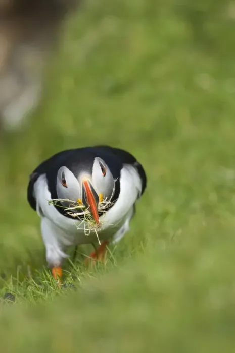 Framed Print : Atlantic Puffin (Fratercula arctica) adult, collecting grass for nest lining material, Hermaness N. N. R. Unst, Shetland Islands, Scotland, june Framed Print : Atlantic Puffin (Fratercula arctica) adult, collecting grass for nest lining material, Hermaness N. N. R. Unst, Shetland Islands, Scotland, june